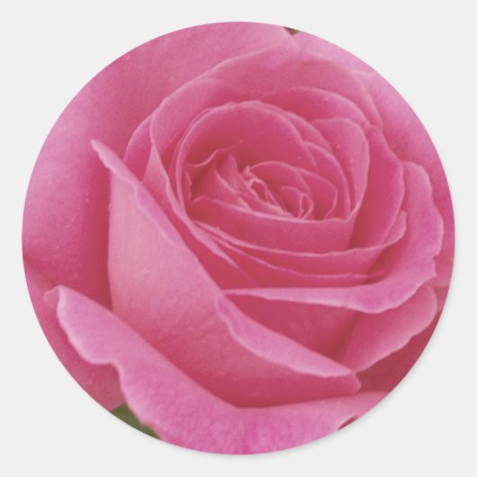 Elegant roze Rose Ronde Sticker (Voorkant)