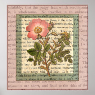 Elegant  Roze Roze Antiek Collage Poster