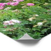 Elegant roze rozen poster (Hoek)