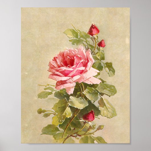 Elegant  roze rozen poster (Voorkant)