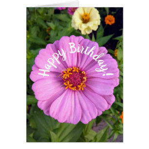 Elegant Roze Zinnia Bloem Verjaardag Kaart