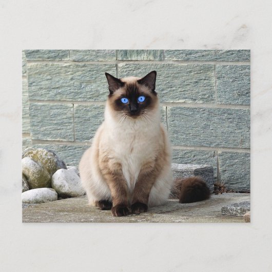 Elegant Siamese Cat Photo Briefkaart (Voorkant)