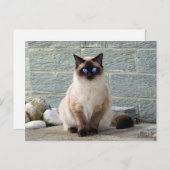 Elégant Siamese Cat Photo carte postale (Devant / Derrière)