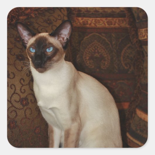Elegant Siamese Cat Vierkante Sticker (Voorkant)
