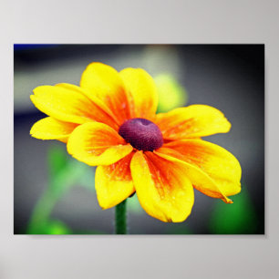 Elegant Single Yellow OrangeDahlia Flower Poster