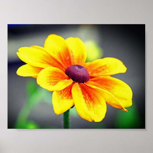Elegant Single Yellow OrangeDahlia Flower Poster (Voorkant)