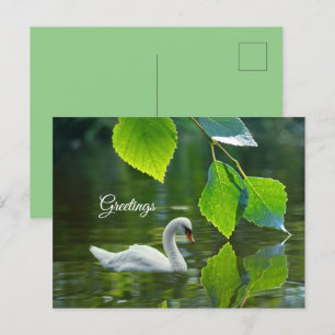 Elegant Summer Swan Briefkaart