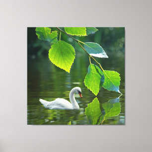 Elegant Summer Swan Canvas Afdruk