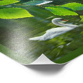 Elegant Summer Swan Foto Afdruk (Hoek)