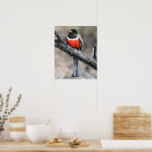 Elegant Trogon Poster (Keuken)