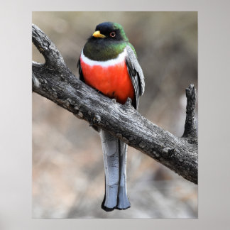 Elegant Trogon Poster