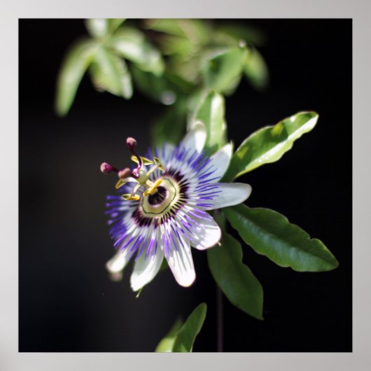 Elegant Tropical Exotic Passion Flower Poster (Voorkant)