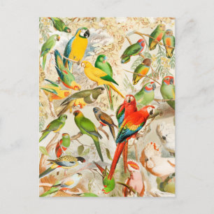 Elegant Tropische Vogelparrots Briefkaart