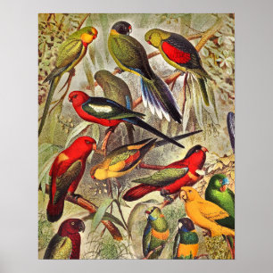 Elegant Tropische Vogelparrots Poster