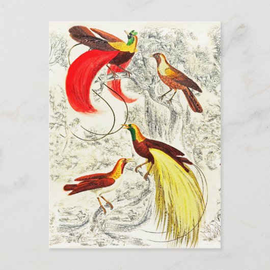 Elegant tropische vogels in het paradijs briefkaart (Voorkant)