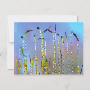 Elegant, Verzachtend, Dauw Drop Botanisch Briefkaart
