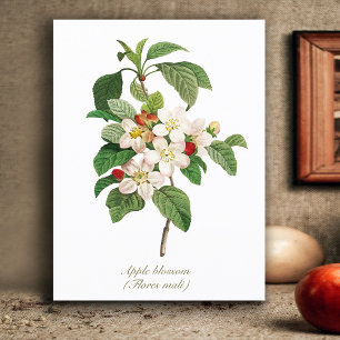 Elegant Vintage Botanische appelbloesem Briefkaart