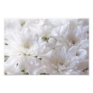 Elegant White bloemen Foto Afdruk