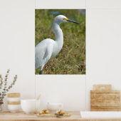 Elegant white Egret bird Poster (Keuken)