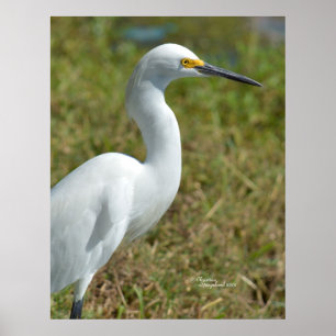 Elegant white Egret bird Poster