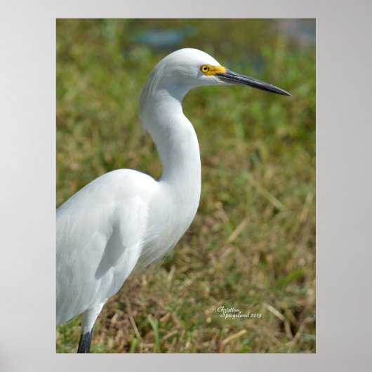 Elegant white Egret bird Poster (Voorkant)