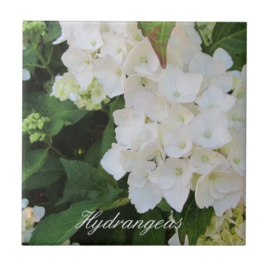 Elegant White Hydrangeas Tegeltje (Voorkant)