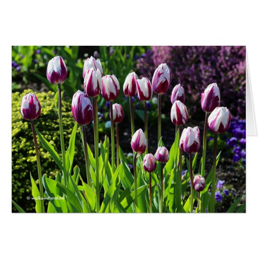 Elegant White Paars Flaming Flag Triumph Tulips (Voorkant Horizontaal)