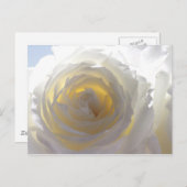 Elegant White Rose Briefkaart (Voorkant / Achterkant)