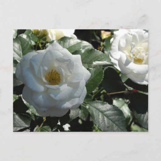 Elegant White Roses Briefkaart (Voorkant)