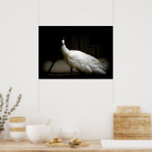 Elegant witte pauw  vogel rustige foto poster (Keuken)