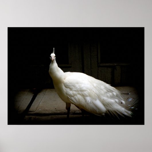 Elegant witte pauw  vogel rustige foto poster (Voorkant)