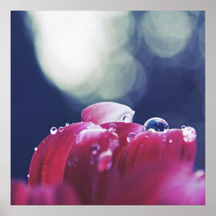 Elegante Abstracte regendruppels op roze ventilato Poster