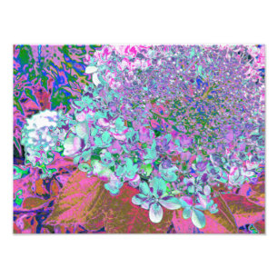 Elegante Aqua en Paarse Limelight Hortensia Detail Foto Afdruk