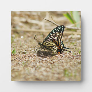 Elegante Aziatische Swallowtail Butterfly - Gedeta Fotoplaat