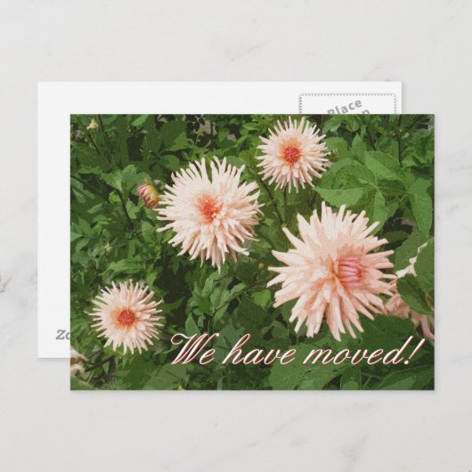 Elegante bewegende briefkaarten met Chrysanthemum (Voorkant / Achterkant)