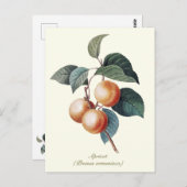 Elegante botanische abrikoos briefkaart (Voorkant / Achterkant)