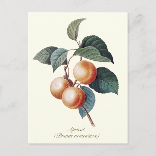 Elegante botanische abrikoos briefkaart (Voorkant)