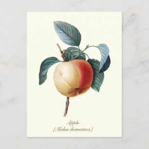 Elegante botanische  abrikoos briefkaart