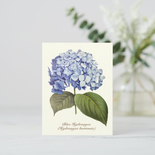 Elegante Botanische Blauwe Hydrangea Bloem Briefkaart (Staand voorkant)