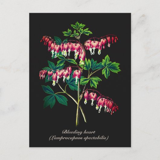 Elegante  Botanische Bloedende Hartbloem Briefkaart (Voorkant)