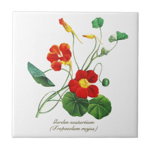 Elegante Botanische Bloemen Nasturtium Tegeltje
