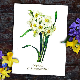 Elegante Botanische Bloemen Witte Daffodils Briefkaart