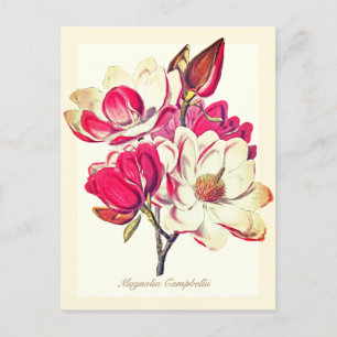 Elegante  Botanische Magnolia Roze Bloemen Briefkaart