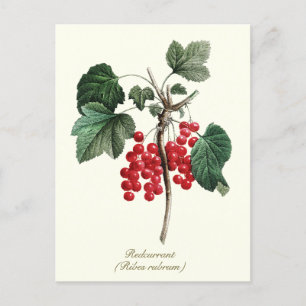 Elegante botanische  rode bessen fruit briefkaart