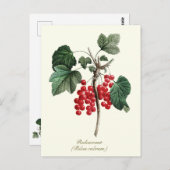 Elegante botanische  rode bessen fruit briefkaart (Voorkant / Achterkant)