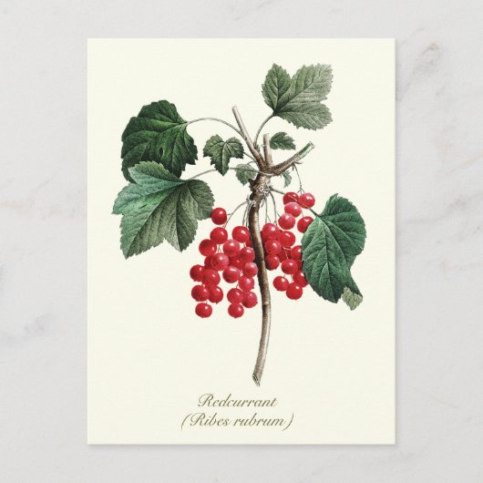 Elegante botanische  rode bessen fruit briefkaart (Voorkant)