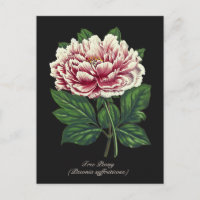 Elegante Botanische Roze Pioen Bloem