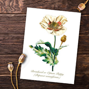 Elegante  Botanische Witte Opium Poppy Flower Briefkaart