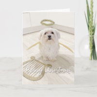 Élégante carte de Noël de l'ange chien maltais