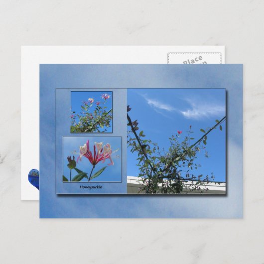Elégante carte postale Honeysuckie (Devant / Derrière)